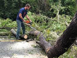 Trusted Tower Lakes, IL Tree Care Experts