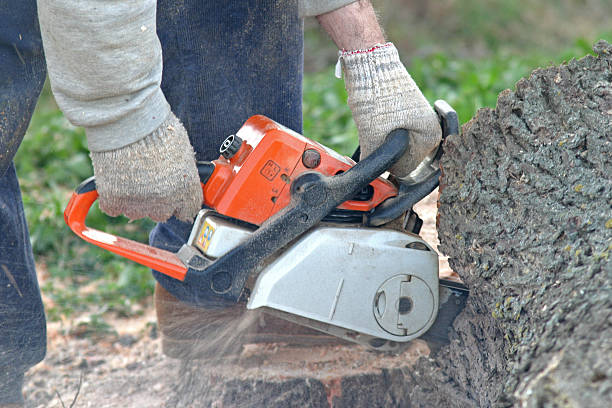 How Our Tree Care Process Works  in  Tower Lakes, IL